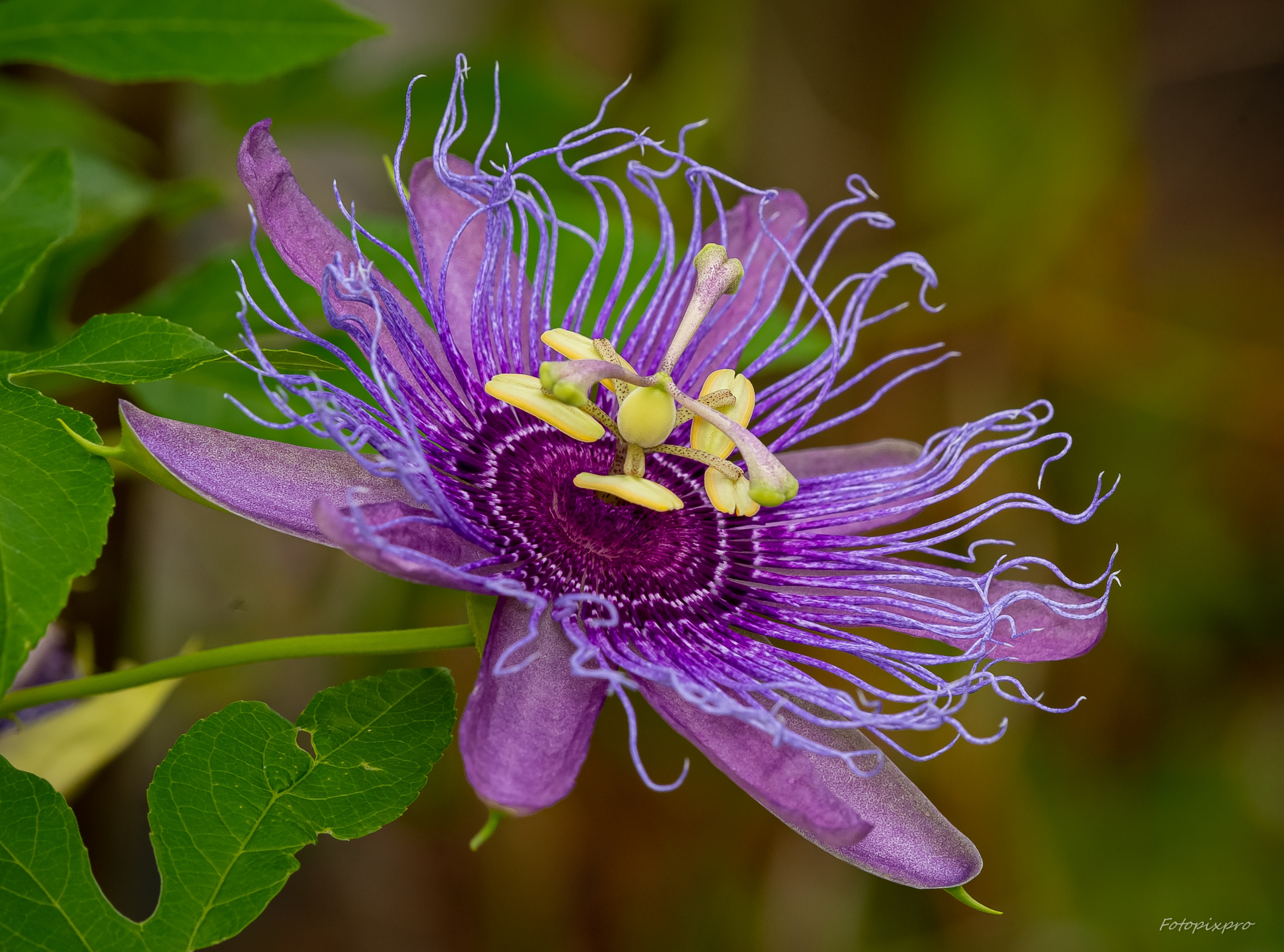 the mystical properties of the passion flower - ubee nutrition